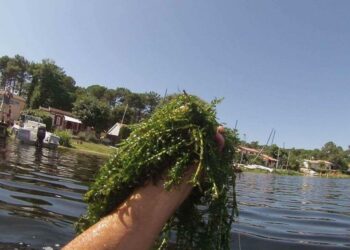 Pourquoi l'anti algue ne fonctionne pas ?