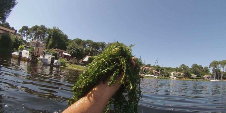 Pourquoi l'anti algue ne fonctionne pas ?
