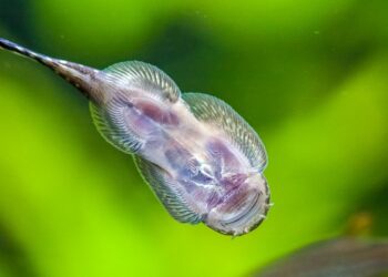 Pourquoi l'aquarium se salit vite ?