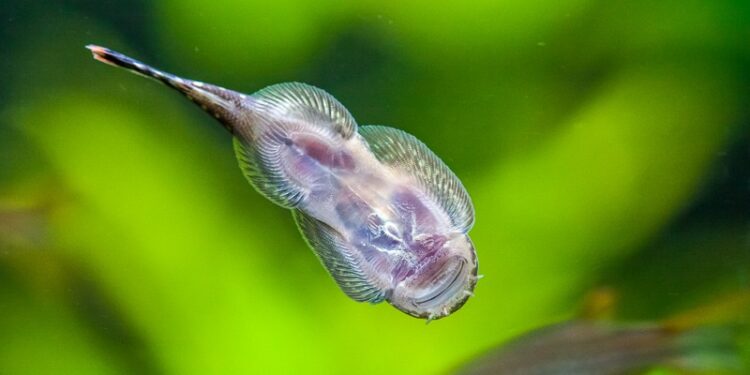 Pourquoi l'aquarium se salit vite ?