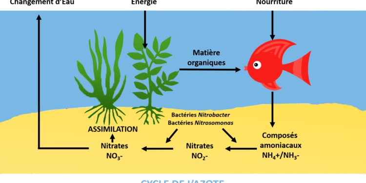 Pourquoi l'azote augmente ?