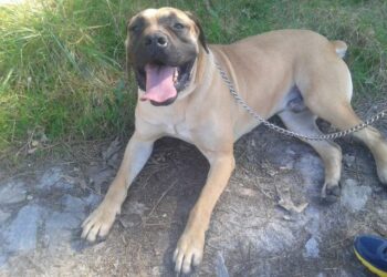 Pourquoi le Boerboel est interdit en France ?