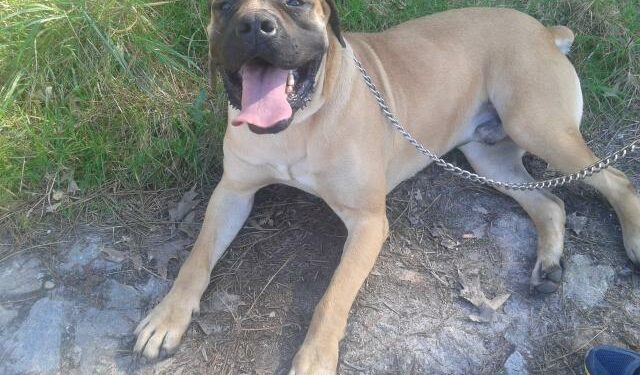 Pourquoi le Boerboel est interdit en France ?