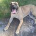 Pourquoi le Boerboel est interdit en France ?