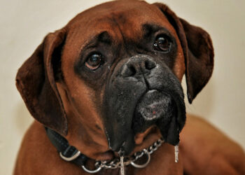 Pourquoi le Boxer bave ?