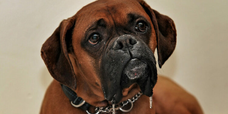 Pourquoi le Boxer bave ?