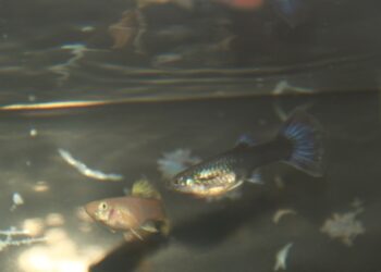 Pourquoi le Guppy femelle reste au fond de l'aquarium ?
