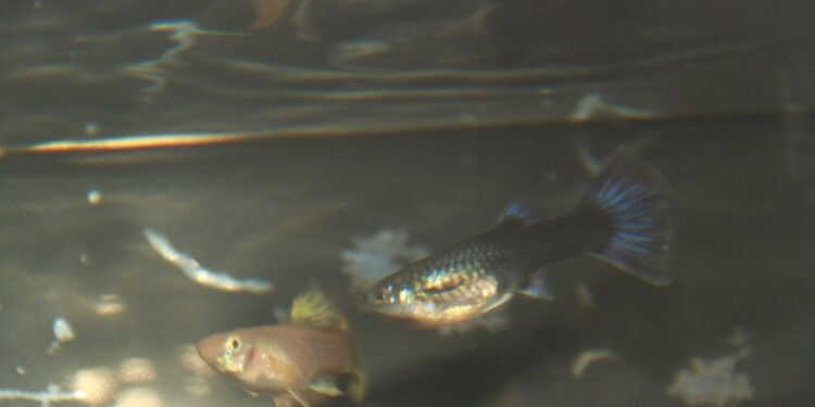 Pourquoi le Guppy femelle reste au fond de l'aquarium ?