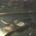 Pourquoi le Guppy femelle reste au fond de l'aquarium ?