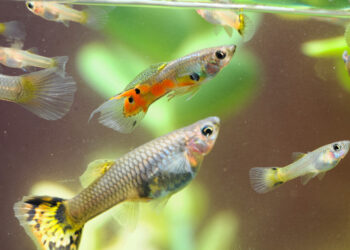Pourquoi le Guppy femelle reste au fond de l'aquarium ?