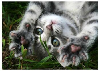 Pourquoi le chat Patoune sur moi ?