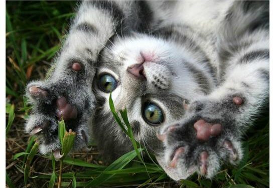 Pourquoi le chat Patoune sur moi ?