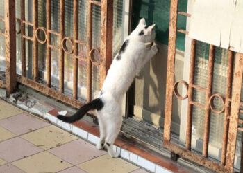 Pourquoi le chat gratte à la porte ?