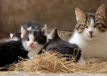 Pourquoi le chat mordille la main ?