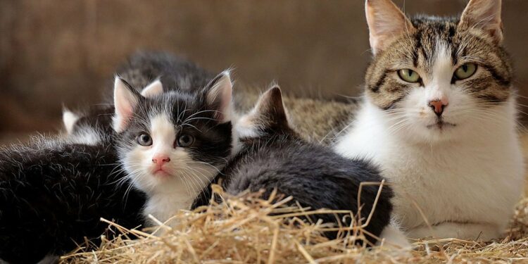 Pourquoi le chat mordille la main ?