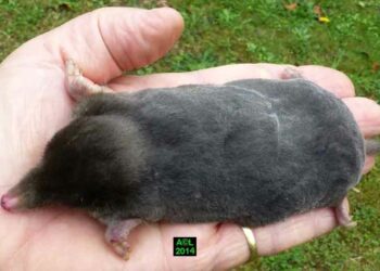 Pourquoi le chat ne mange pas la taupe ?