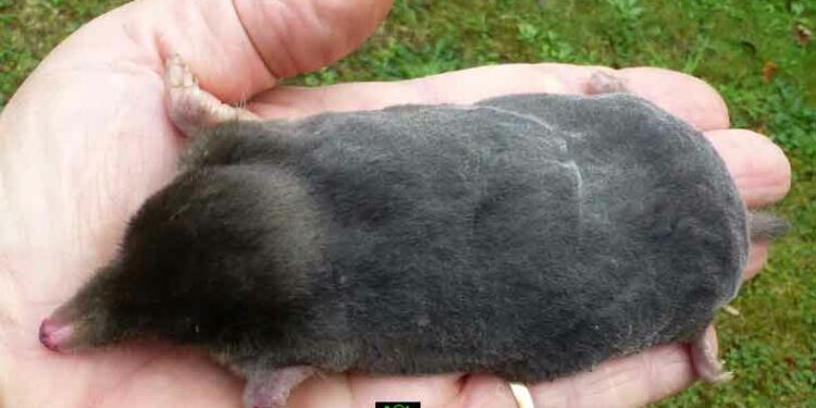 Pourquoi le chat ne mange pas la taupe ?