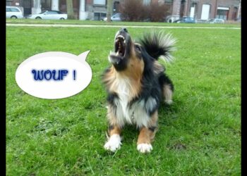 Pourquoi le chien n'aboie pas ?
