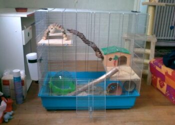 Pourquoi le chinchilla se roule dans le sable ?