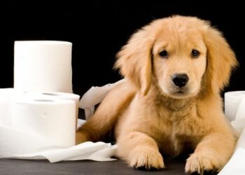 Pourquoi le chiot fait pipi dans la maison ?