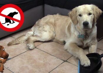 Pourquoi le chiot fait pipi dans la maison ?