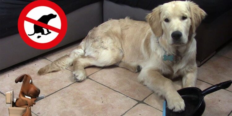 Pourquoi le chiot fait pipi dans la maison ?