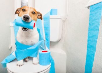 Pourquoi le chiot fait pipi dans la maison ?