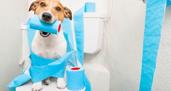 Pourquoi le chiot fait pipi dans la maison ?