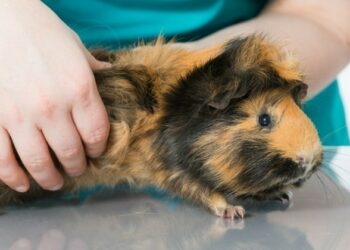 Pourquoi le cochon d'Inde grince des dents ?