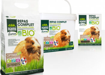 Pourquoi le cochon d'Inde mange tout le temps ?