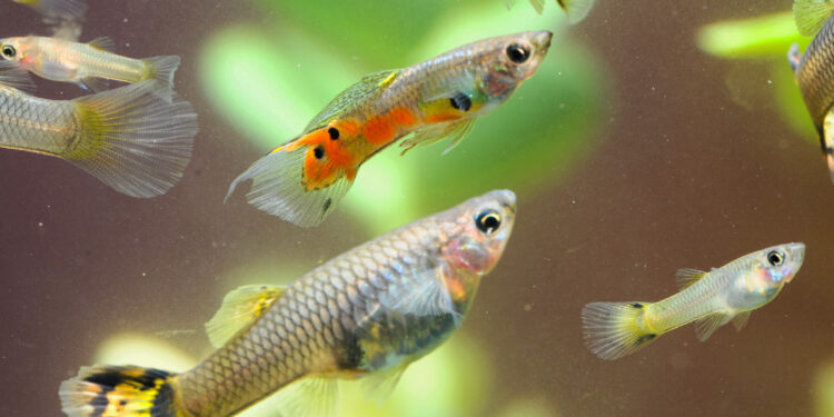 Pourquoi le guppy femelle reste au fond de l'aquarium ?