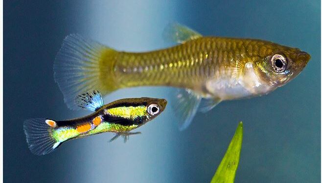 Pourquoi le guppy femelle reste au fond de l'aquarium ?