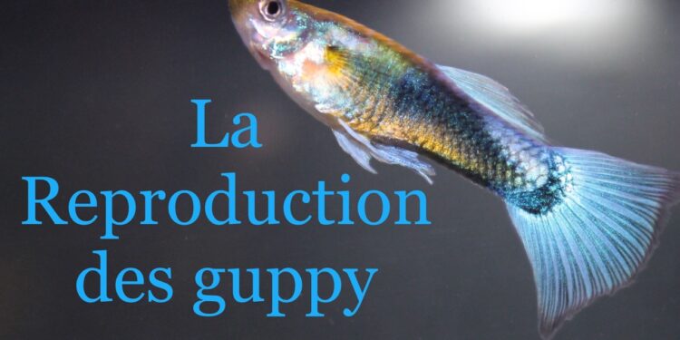 Pourquoi le guppy femelle reste au fond de l'aquarium ?