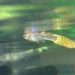 Pourquoi le guppy femelle reste au fond de l'aquarium ?