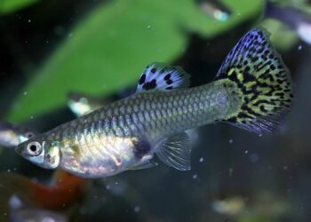 Pourquoi le guppy femelle reste au fond de l'aquarium ?