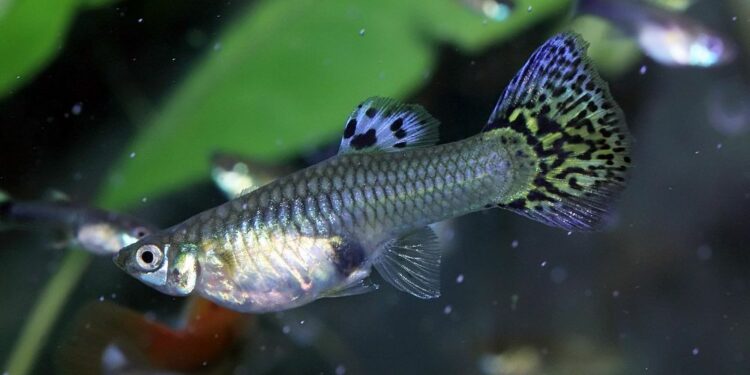Pourquoi le guppy femelle reste au fond de l'aquarium ?