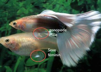 Pourquoi le guppy femelle reste au fond de l'aquarium ?