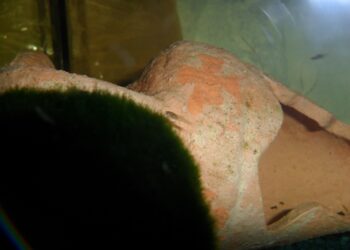 Pourquoi le guppy femelle reste au fond de l'aquarium ?