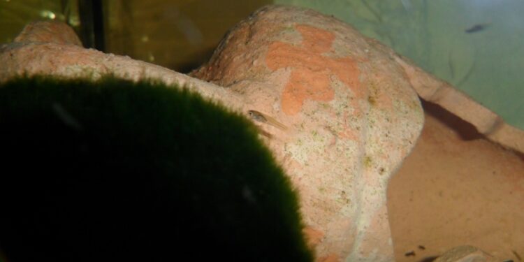 Pourquoi le guppy femelle reste au fond de l'aquarium ?