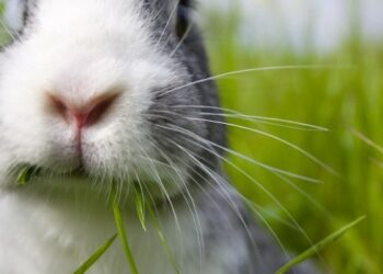 Pourquoi le lapin est un rongeur ?