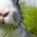 Pourquoi le lapin est un rongeur ?
