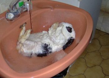 Pourquoi le lapin me lèche ?