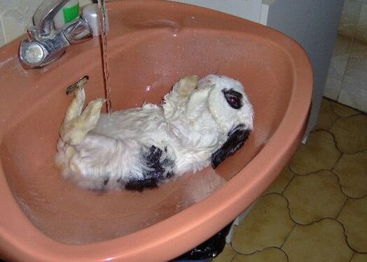 Pourquoi le lapin me lèche ?