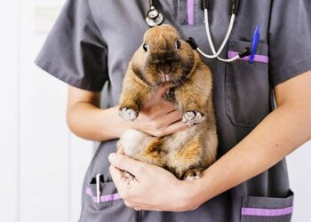 Pourquoi le lapin me lèche ?
