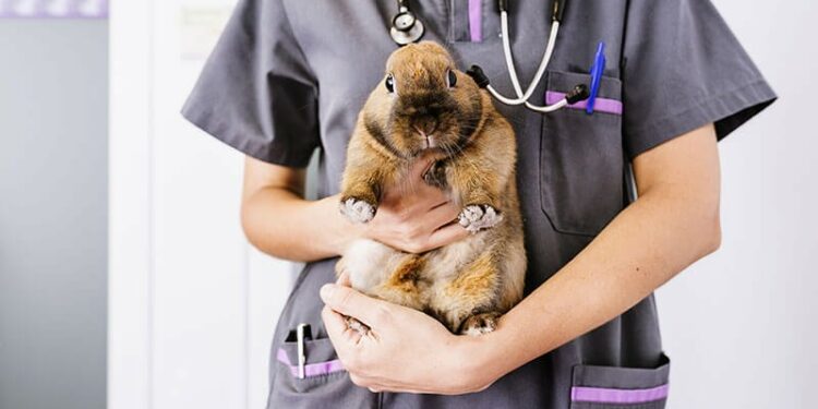 Pourquoi le lapin me lèche ?