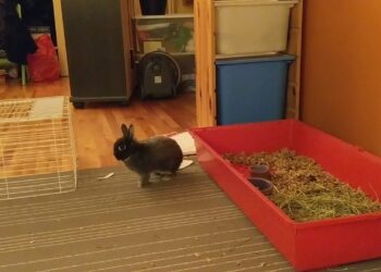 Pourquoi le lapin nain tape des pattes arrière ?