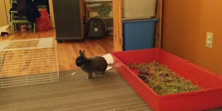 Pourquoi le lapin nain tape des pattes arrière ?