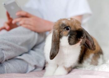 Pourquoi le lapin tape de la patte et grogne ?