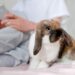 Pourquoi le lapin tape de la patte et grogne ?
