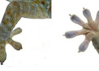 Pourquoi le lézard tape avec sa patte ?